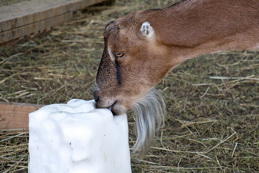 How to Make a Baby Goat Kid Lick a Block