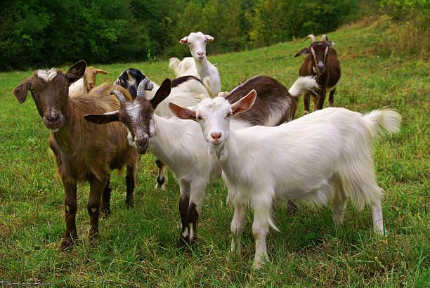 Goats Herd of goats on mountan meadow goat stock pictures, royalty-free photos & images