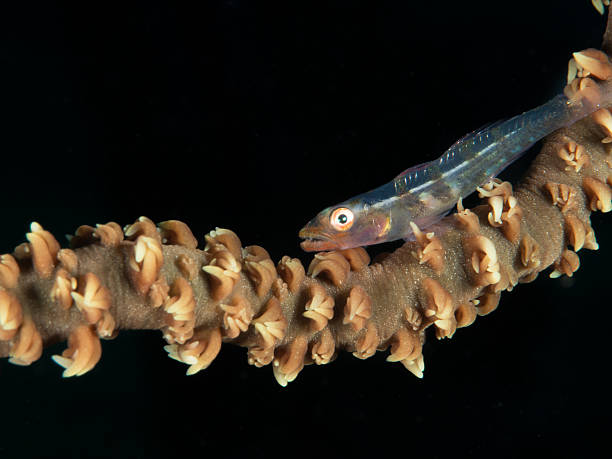Goby on whip coral stock photo