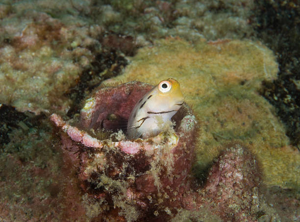 Goby shows itself from his hole stock photo