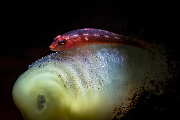 Goby with eggs stock photo
