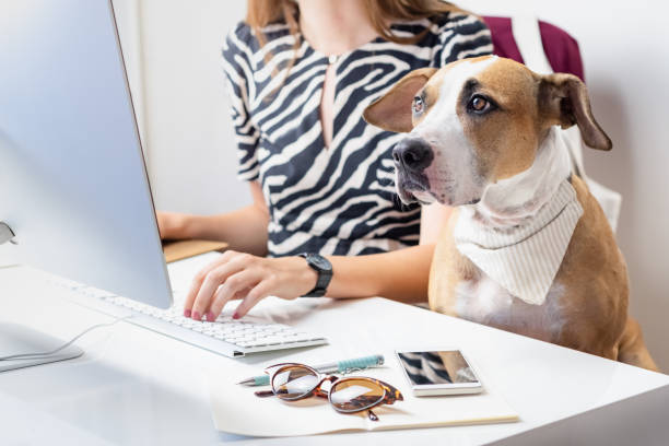 Going to work with pets concept: cute dog with female owner in front of a desktop computer in office. stock photo