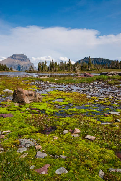 Going-to-the-Sun Mountain from Logan Pass Going-to-the-Sun Mountain stands prominently behind this alpine tarn located on the Continental Divide near Logan Pass in Glacier National Park, Montana, USA. jeff goulden glacier national park stock pictures, royalty-free photos & images