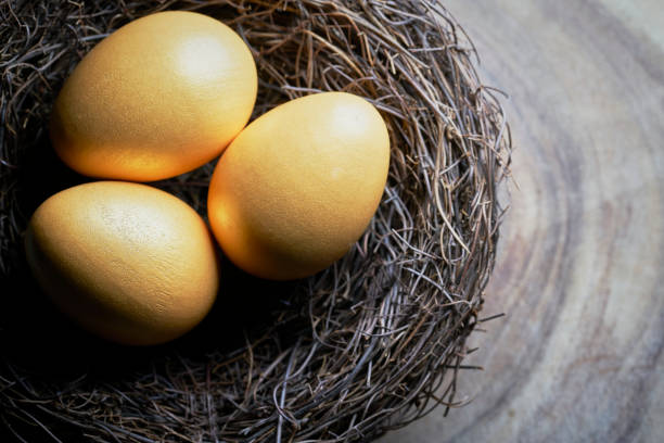 Gold eggs in bird nest concept for retirement Gold eggs in bird nest concept for retirement nest egg stock pictures, royalty-free photos & images