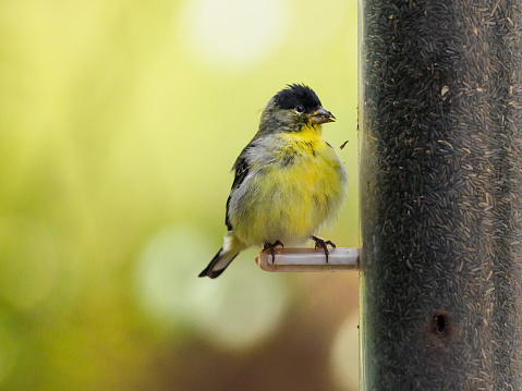 Gold Finch Perched On Bird Feeder Nyjer Seed Oregon Wild Bird Stock Photo Download Image Now Istock,Jewelry Making
