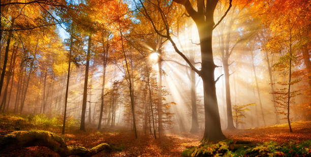 Gold forest in autumn, with sun rays in mist stock photo