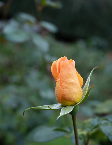 Gold or peach-colored rose bud with water droplets photographed in a garden with shallow depth of field.