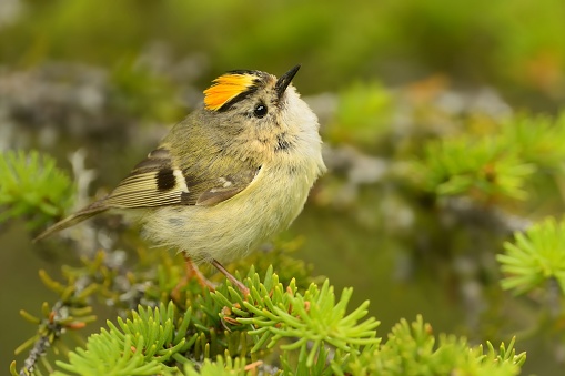 Goldcrest Regulus Regulus Sitting On The Branch Stock Photo Download Image Now Istock