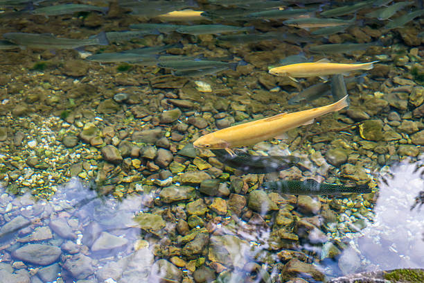 Golden albino and ordinary trout in a mountain stream 02 Golden albino and ordinary trout in a clear water mountain stream fish hatchery stock pictures, royalty-free photos & images