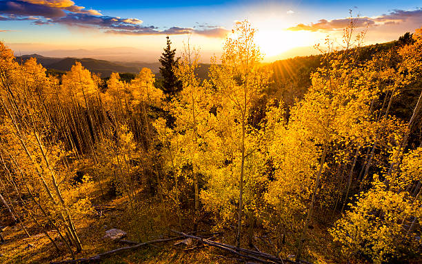 Golden Aspen Sunset Vivid yellow-golden sunset over the Santa Fe Ski Basin in Northern New Mexico aspen tree stock pictures, royalty-free photos & images