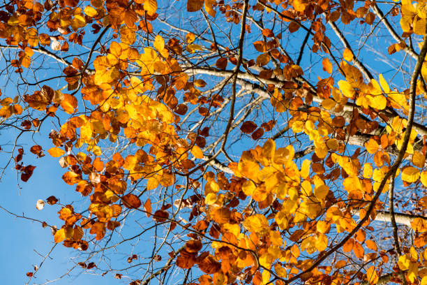 Golden autumn leaves stock photo