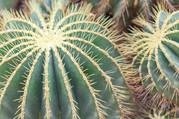 golden barrel cactus, echinocactus natuur plant, close-up - needle spiking stockfoto's en -beelden