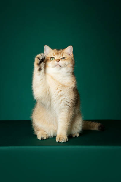 Golden British Cat stock photo