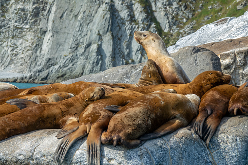 Group of golden brown sea lions sunning themselves on rocks by the water in Kamchatka, Russia