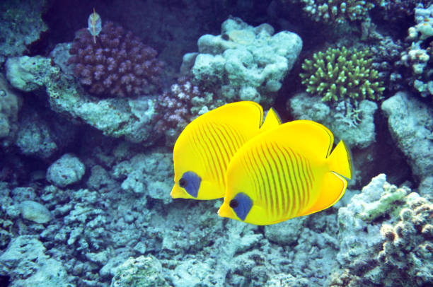Golden butterflyfish stock photo