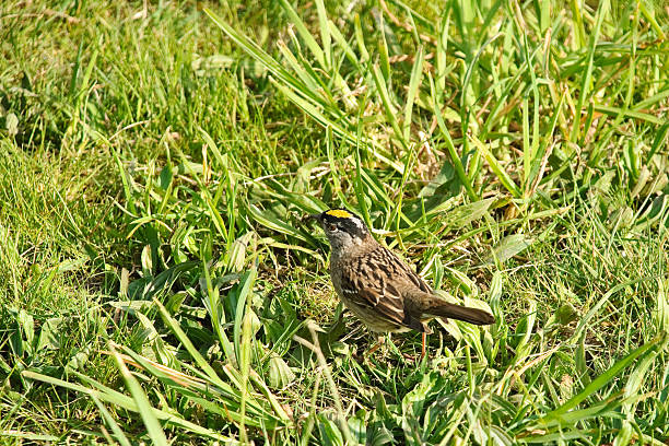 Golden Crowned Sparrow The Golden-Crowned Sparrow (Zonotrichia atricapilla) is a large sparrow found in the western part of North America. In the breeding season, the golden-crowned sparrow has a broad yellow central stripe on its crown which becomes pale gray towards the back. The golden-crowned sparrow is commonly found on the western side of North America. It is a migratory bird, breeding as far north as Alaska and the Yukon and south to Washington State. It winters from southern Alaska to northern Baja California. The golden-crowned sparrow feeds on the ground, where it forages for seeds, berries, flowers and buds, as well as the occasional insect. This golden-crowned sparrow was photographed while foraging on the ground at the Nisqually National Wildlife Refuge near Olympia, Washington State, USA. jeff goulden sparrow stock pictures, royalty-free photos & images