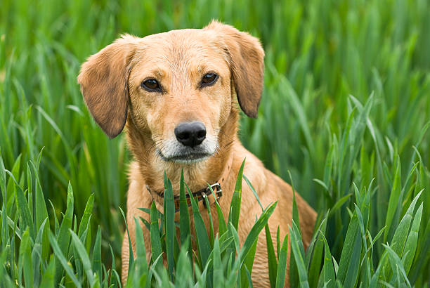 Golden dog in barley stock photo