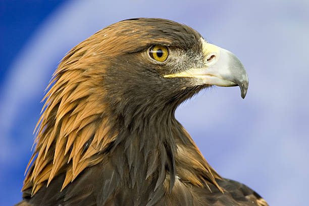 Golden Eagle Head Profile Close-Up stock photo