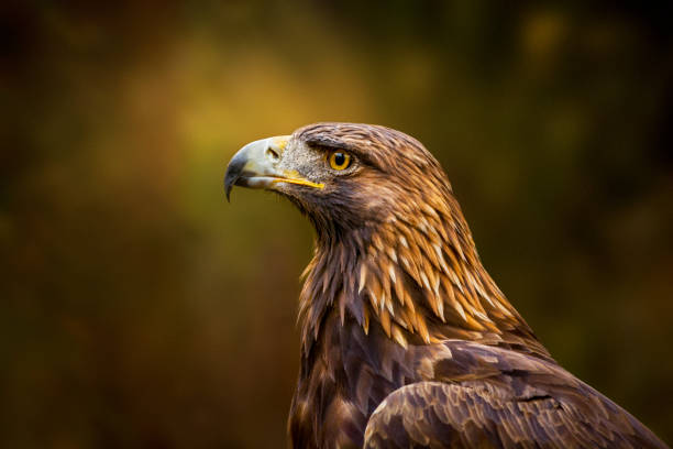 Golden Eagle Portrait Golden eagle in the front of heavily blurred forest under the last sunbeams of day. Golden eagle is the national bird of Germany. bills patriots stock pictures, royalty-free photos & images