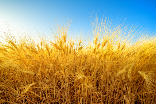 Golden field of barley against blue sky, harvest natural background