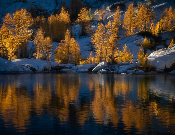 Golden Fire Golden larches reflected in Leprechaun Lake of the Enchantments in Washington. alpine lakes wilderness stock pictures, royalty-free photos & images
