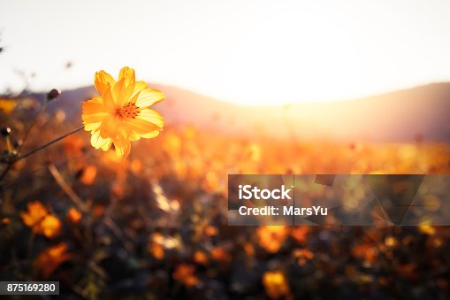 istock Golden flowers on a field next to hills 875169280