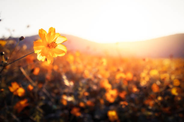 Golden flowers on a field next to hills stock photo