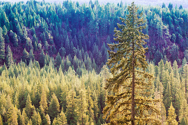 Golden Forest of Ponderosa Pine Trees stock photo