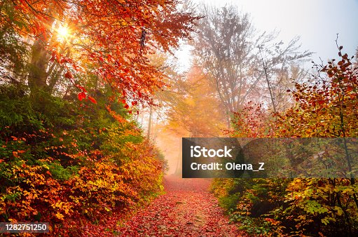 istock Golden forest with fog and warm light 1282751250