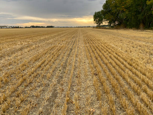 golden fresh cut wheat field next to a wooded forest at sunset stock photo