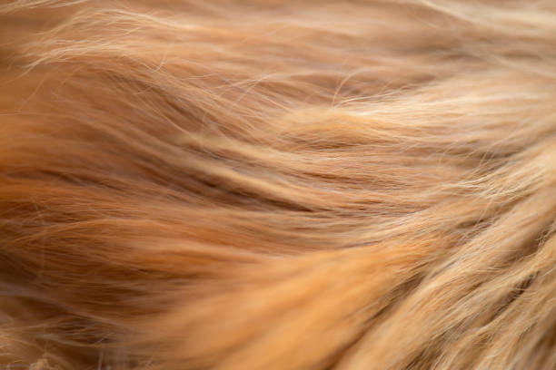 Golden Fur Extreme close up of Golden Retriever fur. animal hair stock pictures, royalty-free photos & images