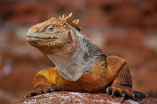 A fierce looking golden colored Galapagos Land Iguana certainly looks like an alpha predator, but it is a vegetarian