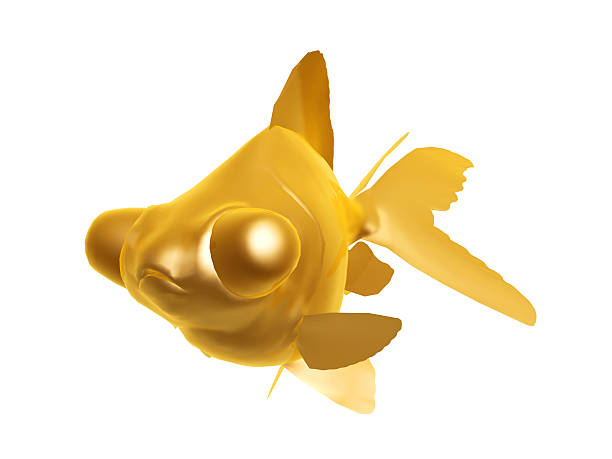 golden goldfish stock photo