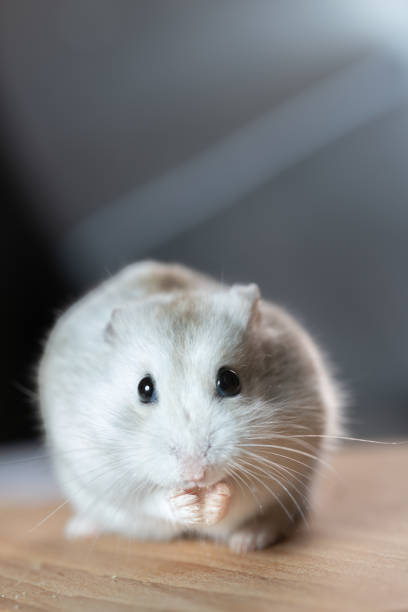 A golden hamster studio shot stock photo