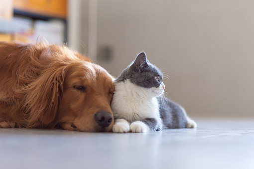 Golden Hound And British Shorthaired Cat Stock Photo Download