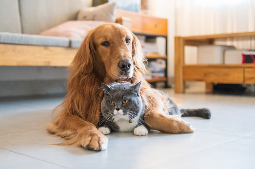 Golden Hound And British Shorthaired Cat Stock Photo Download