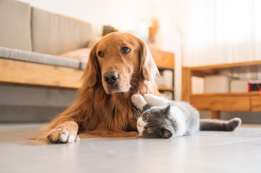 Golden Hound And British Shorthaired Cat Stock Photo Download