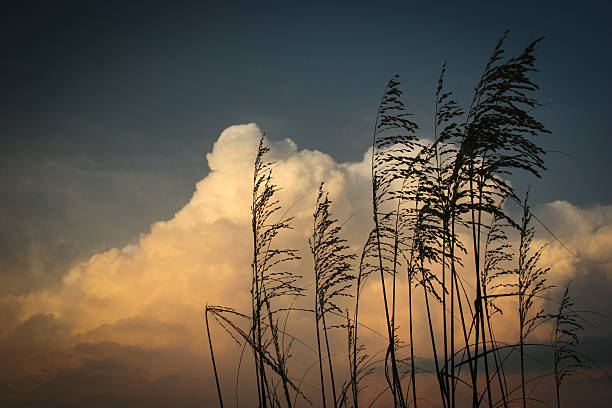 Golden Hour clouds with wheat grass stock photo