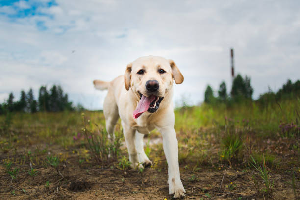 Golden Labrador walking in the spring park, natural light, in cloudy day Portrait of golden labrador running forward in camera direction on a field in the summer park, looking at camera. Green grass and trees background labrador retriever stock pictures, royalty-free photos & images