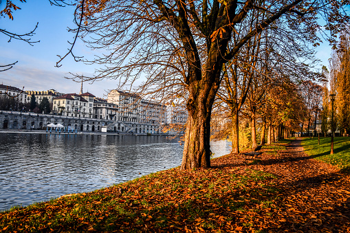 Golden Leaves On Quayside Of Po River In Turin, Italy