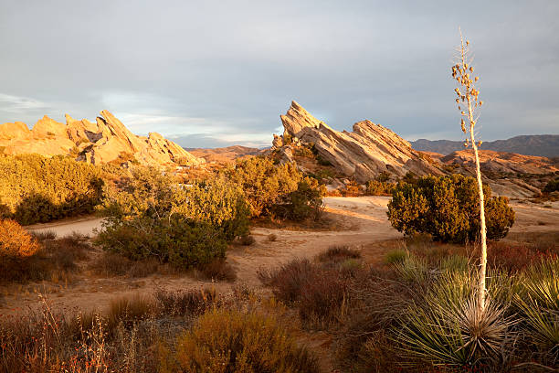 Golden Light at Vasquez Rocks, California Desert Landscape "Golden setting sun illuminates Vasquez Rocks and a yucca plant in foreground. The dramatic tilted rocks in the Vasquez Rocks County Park in Agua Dulce, California have been used in movies and television for the past 100 years. Countless westerns and many Star Trek episodes were filmed here. Vasquez Rocks Park is in Los Angeles County and very close to the studios in Hollywood and Burbank. The tilted rocks are part of the San Andreas Fault which cuts through this area between Santa Clarita and Palmdale." terryfic3d stock pictures, royalty-free photos & images