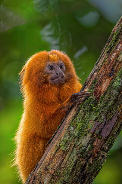 Golden Lion Tamarin - Leontopithecus rosalia watches the flock from the top of the tree in the Atlantic Forest. stock photo