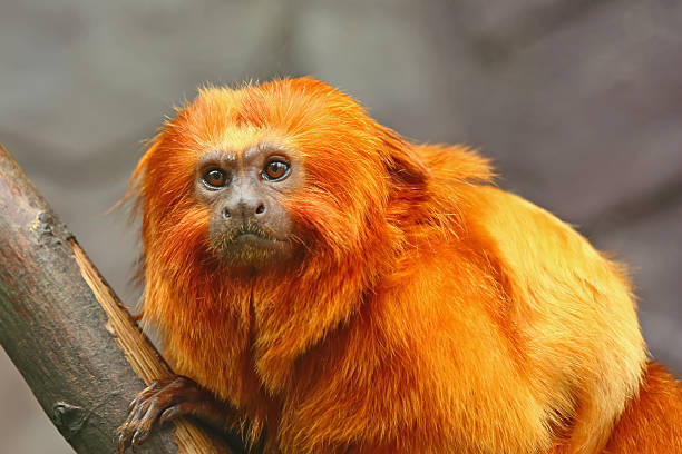 Golden Lion Tamarin monkey stock photo