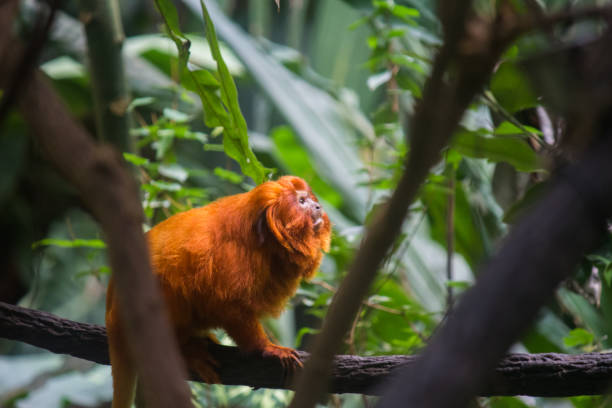 i tamarini leone d'oro (mico leao dourado) sono una specie di scimmie originarie della foresta atlantica del brasile - leao foto e immagini stock