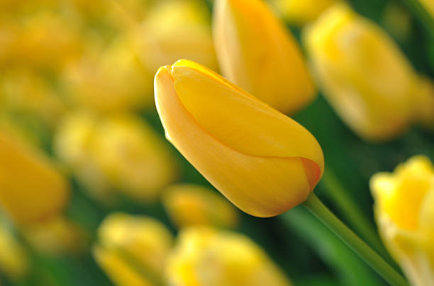 Golden Majestic Yellow Tulips stock photo