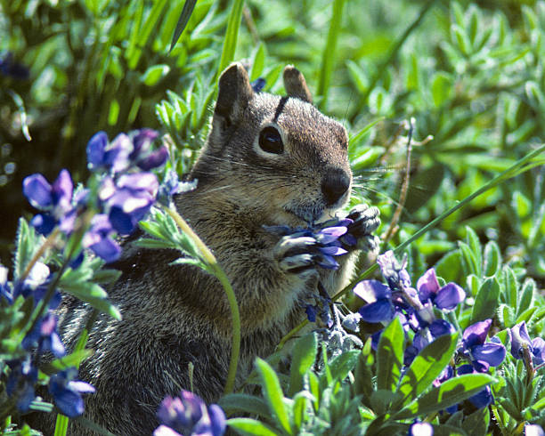 Golden Mantled Ground Squirrel in Lupine The Golden-Mantled Ground Squirrel (Callospermophilus lateralis) is a type of squirrel found in the mountainous areas of western North America. Because of its stripes and cheek pouches the Golden-Mantled Ground Squirrel is often thought of as a chipmunk. It is considerably larger than the chipmunk and lacks facial stripes. This Golden Mantled Ground Squirrel was photographed while feeding in a meadow of lupine near the Paradise River in Mount Rainier National Park, Washington State, USA. jeff goulden squirrel stock pictures, royalty-free photos & images