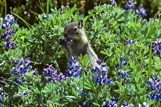 Golden Mantled Ground Squirrel in Lupine The Golden-Mantled Ground Squirrel (Callospermophilus lateralis) is a type of squirrel found in the mountainous areas of western North America. Because of its stripes and cheek pouches the Golden-Mantled Ground Squirrel is often thought of as a chipmunk. It is considerably larger than the chipmunk and lacks facial stripes. This Golden Mantled Ground Squirrel was photographed while feeding in a meadow of lupine near the Paradise River in Mount Rainier National Park, Washington State, USA. jeff goulden squirrel stock pictures, royalty-free photos & images