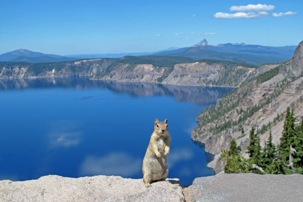 Photo of Golden mantled ground squirrel or Chipmunk posing in Crater Lake National Park, USA