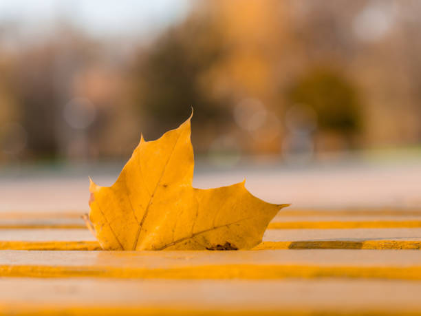 Golden maple leave in a wooden bench stock photo