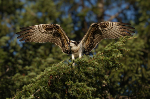 A Golden Osprey Calling for it's Mate stock photo